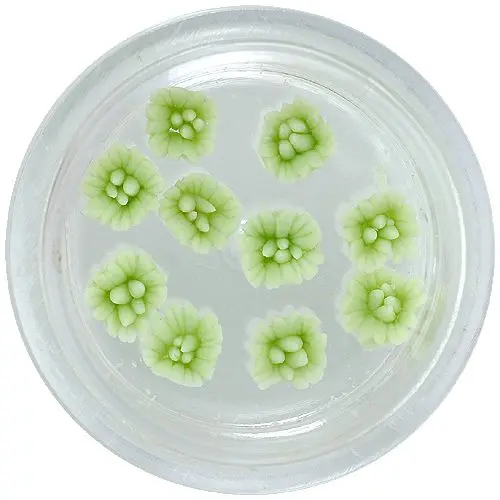 Flori acrilice – verzi deschis